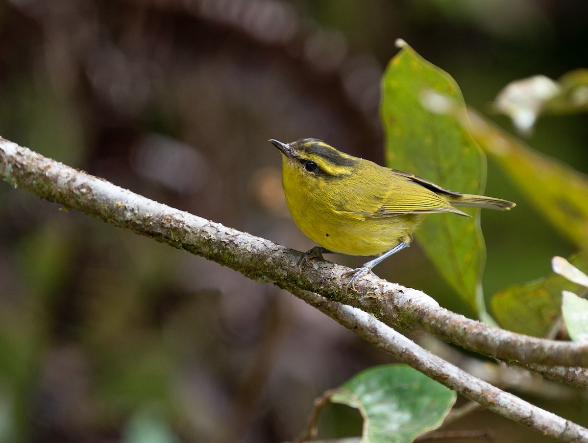 Mosquitero Tribandeado - ML620210118