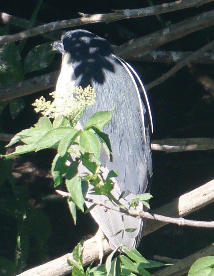 Black-crowned Night Heron - ML620210121