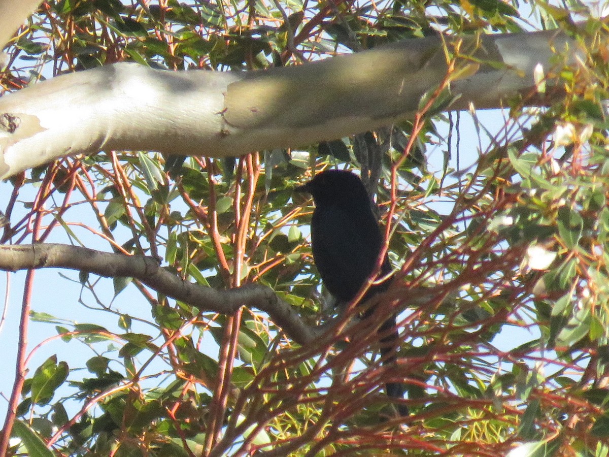 Drongo Ahorquillado (adsimilis/fugax) - ML620210122