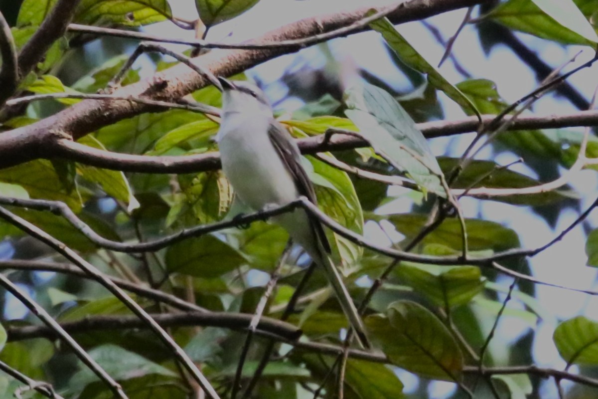 Ashy Minivet - ML620210132