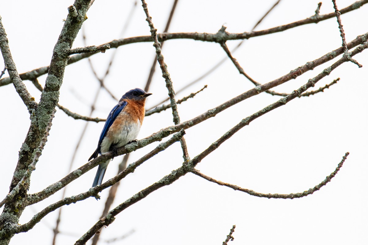 Eastern Bluebird - ML620210133