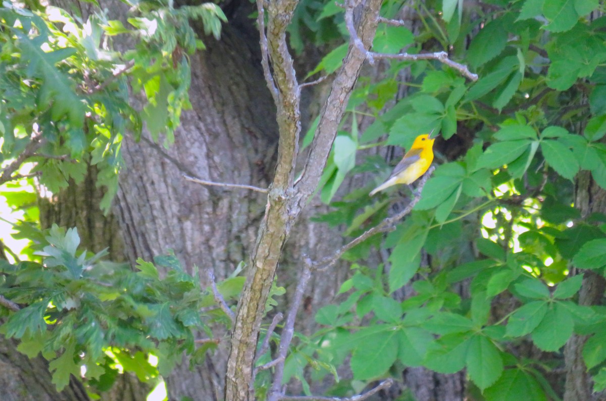 Prothonotary Warbler - ML620210137