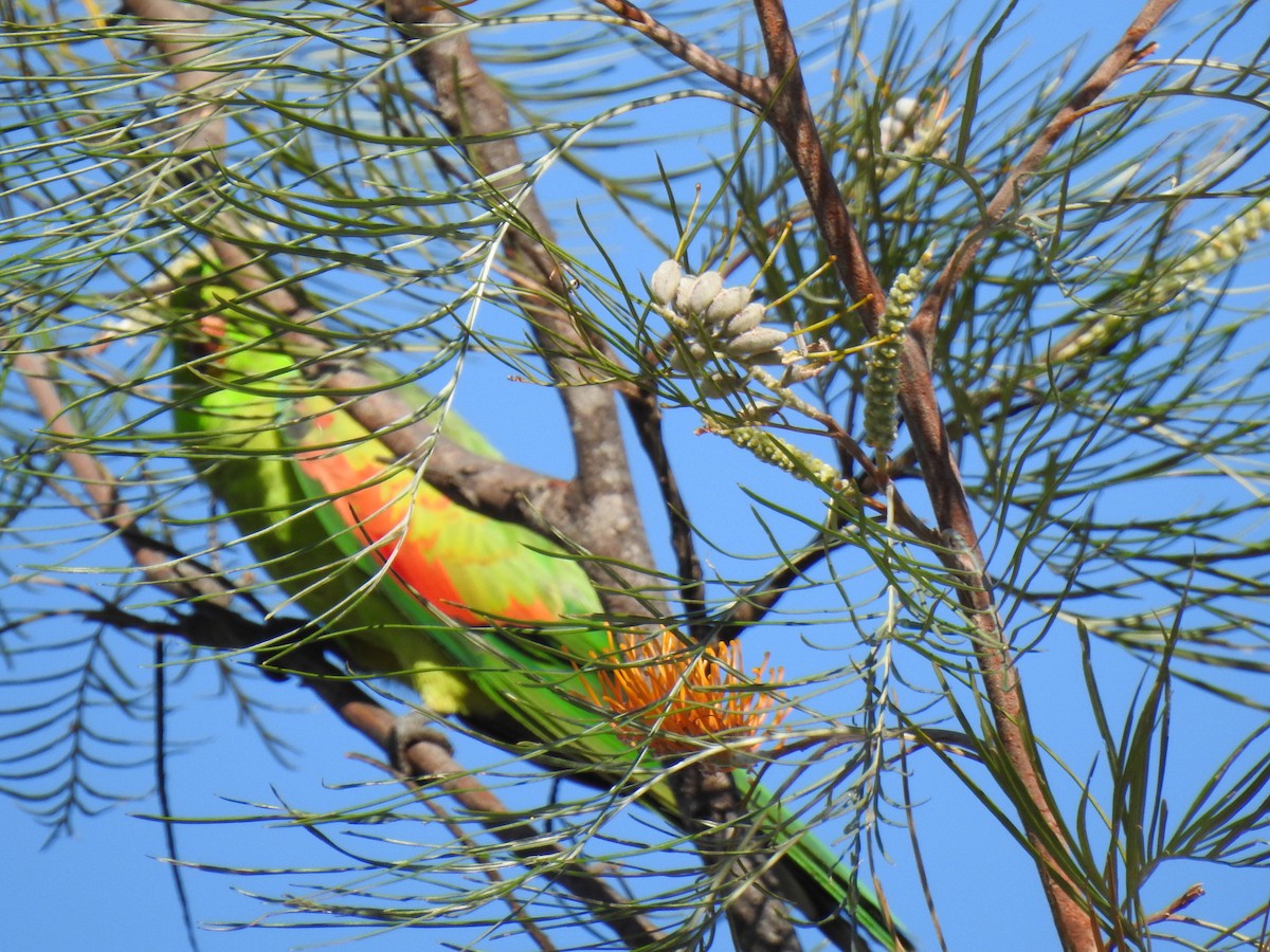 Папужець-червонокрил австралійський - ML620210141