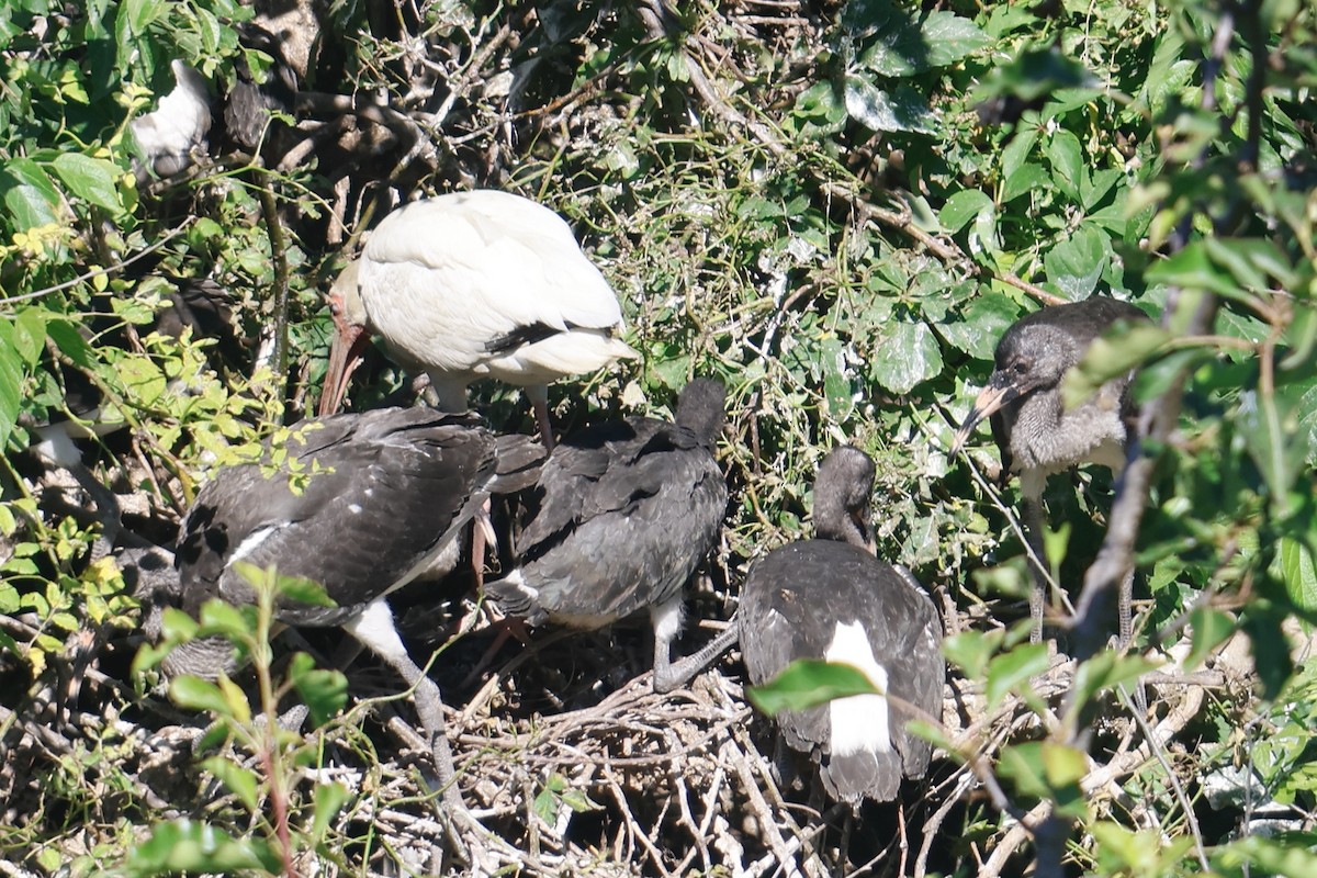 White Ibis - ML620210143