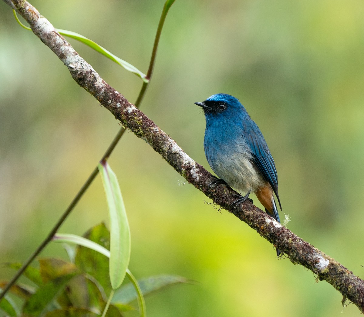 Indigo Flycatcher - ML620210157