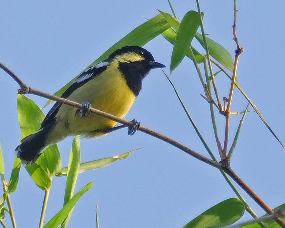 Elegant Tit - ML620210190