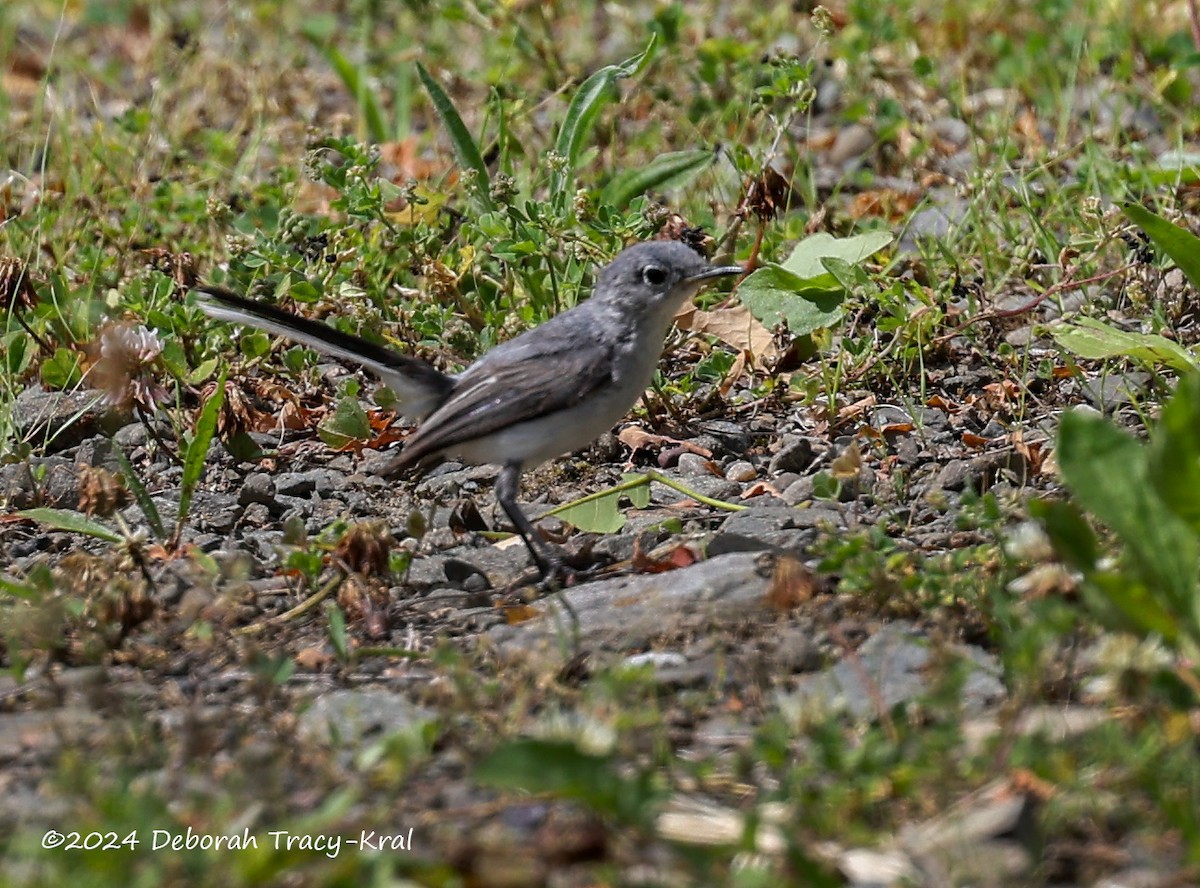 Blue-gray Gnatcatcher - ML620210195