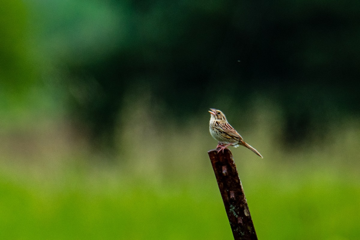 Henslow's Sparrow - Joshua  Vincent