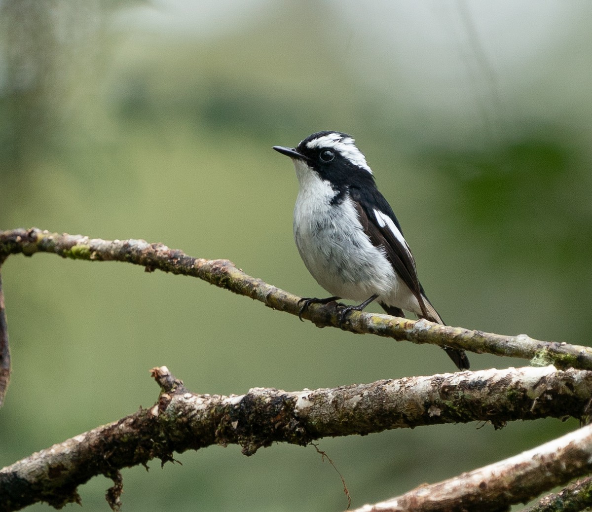 Little Pied Flycatcher - ML620210225