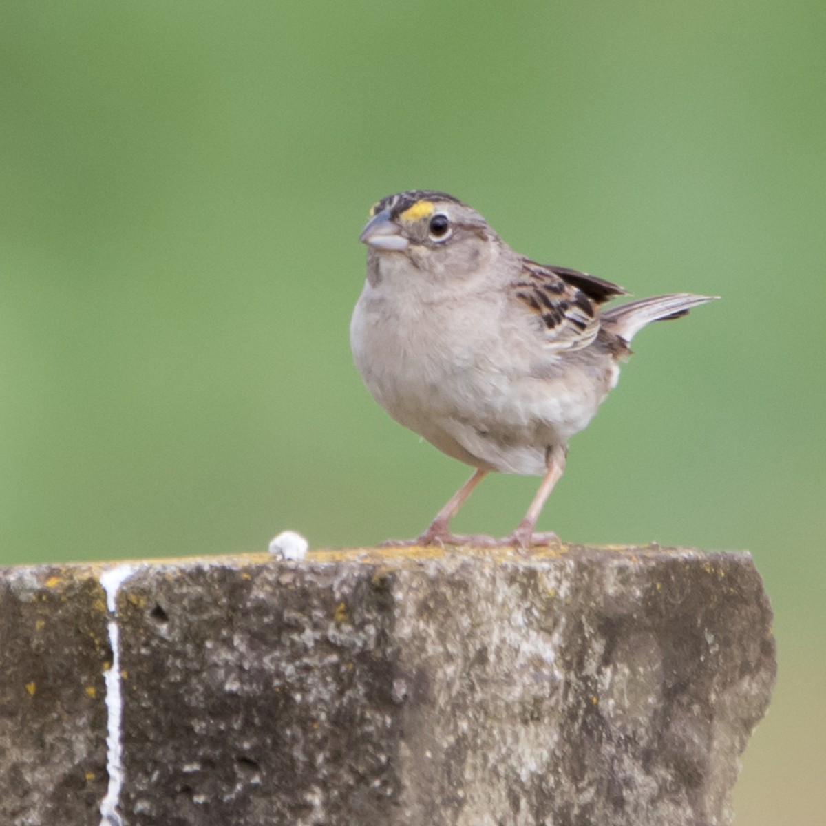 Grassland Sparrow - ML620210227
