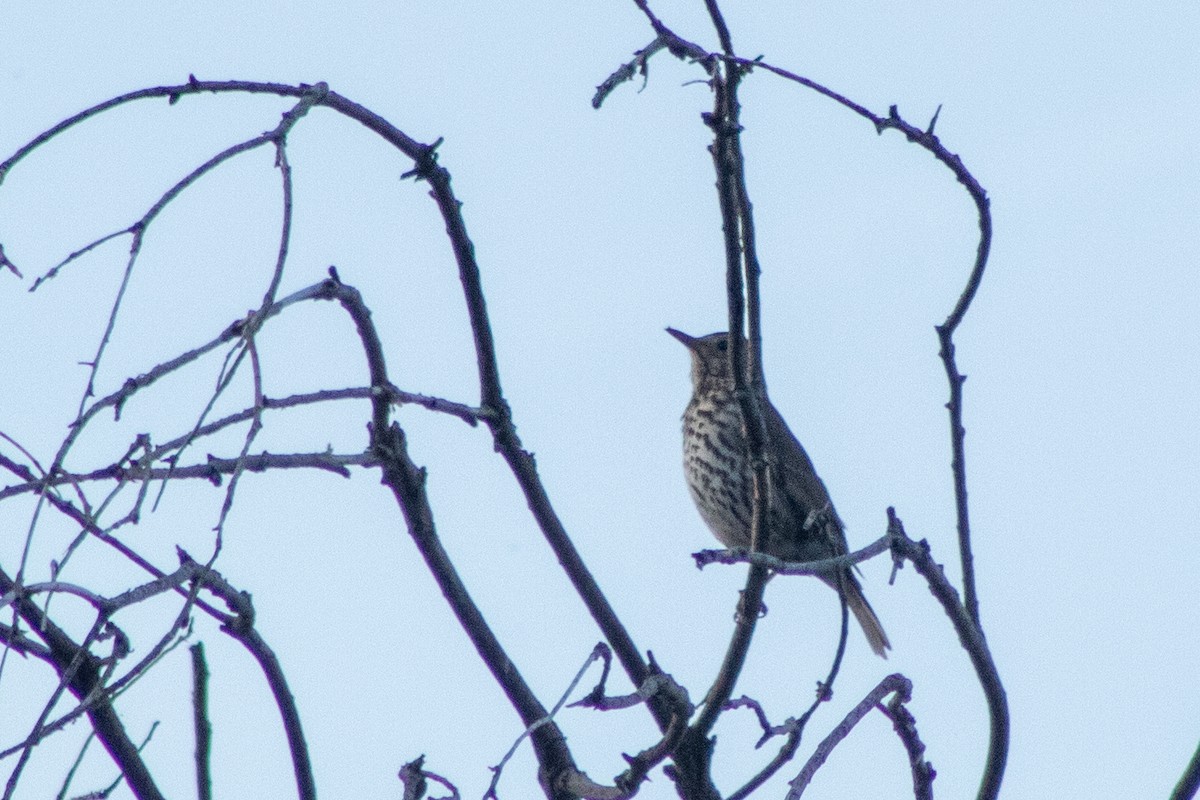 Song Thrush - ML620210233