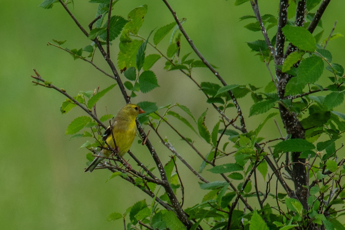 American Goldfinch - ML620210236