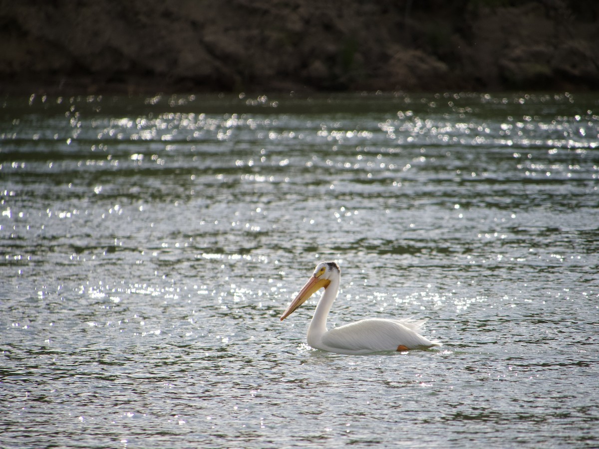 American White Pelican - ML620210248