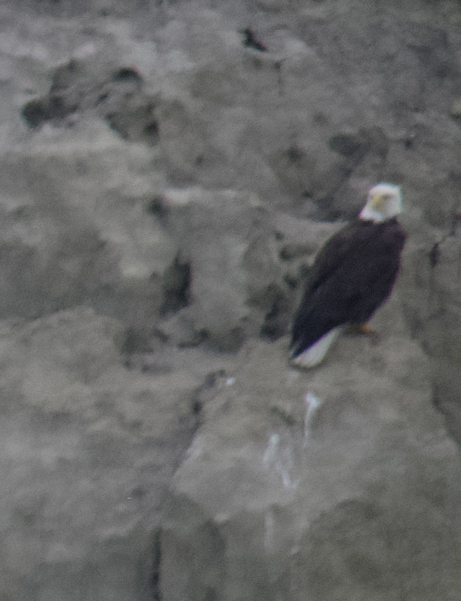 Bald Eagle - ML620210249