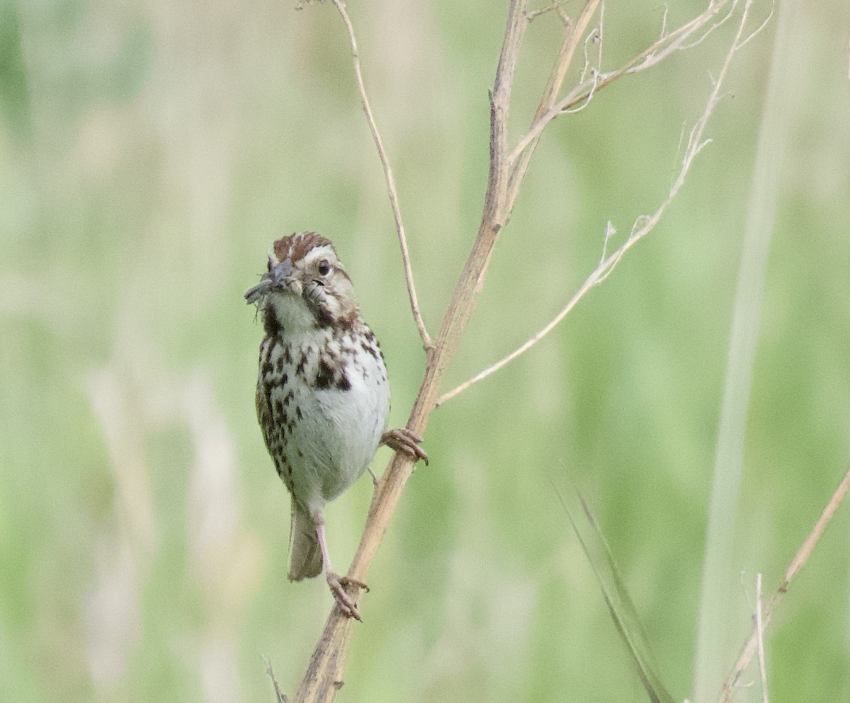 Song Sparrow - Meghan Dinkins