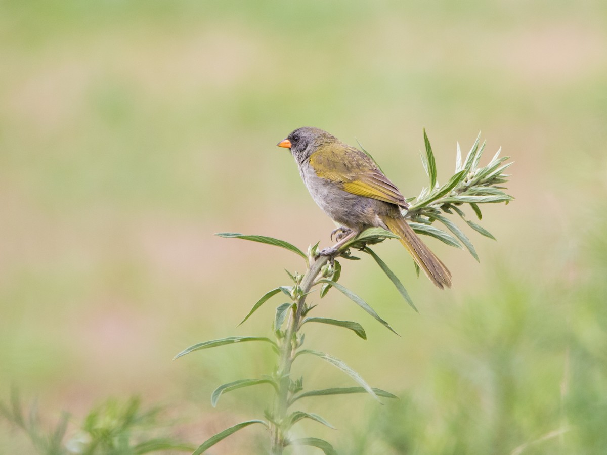 Great Pampa-Finch - Luiz Anjos