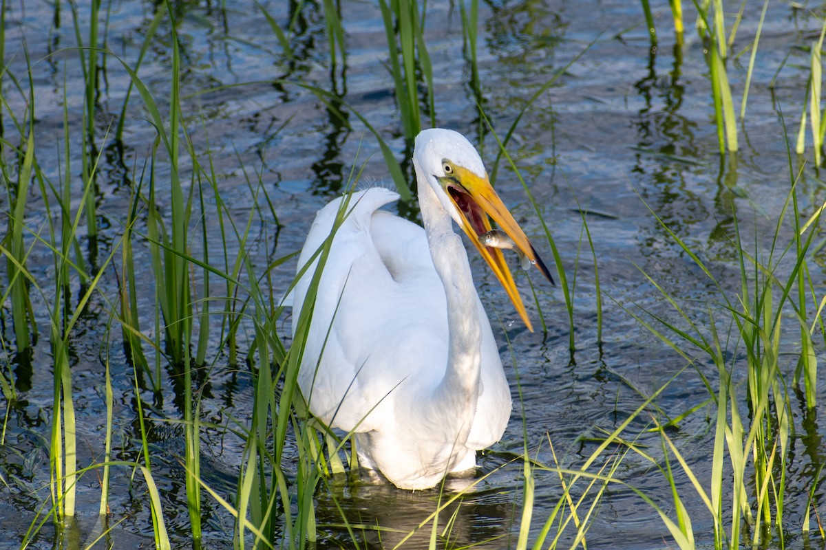 Great Egret - ML620210312