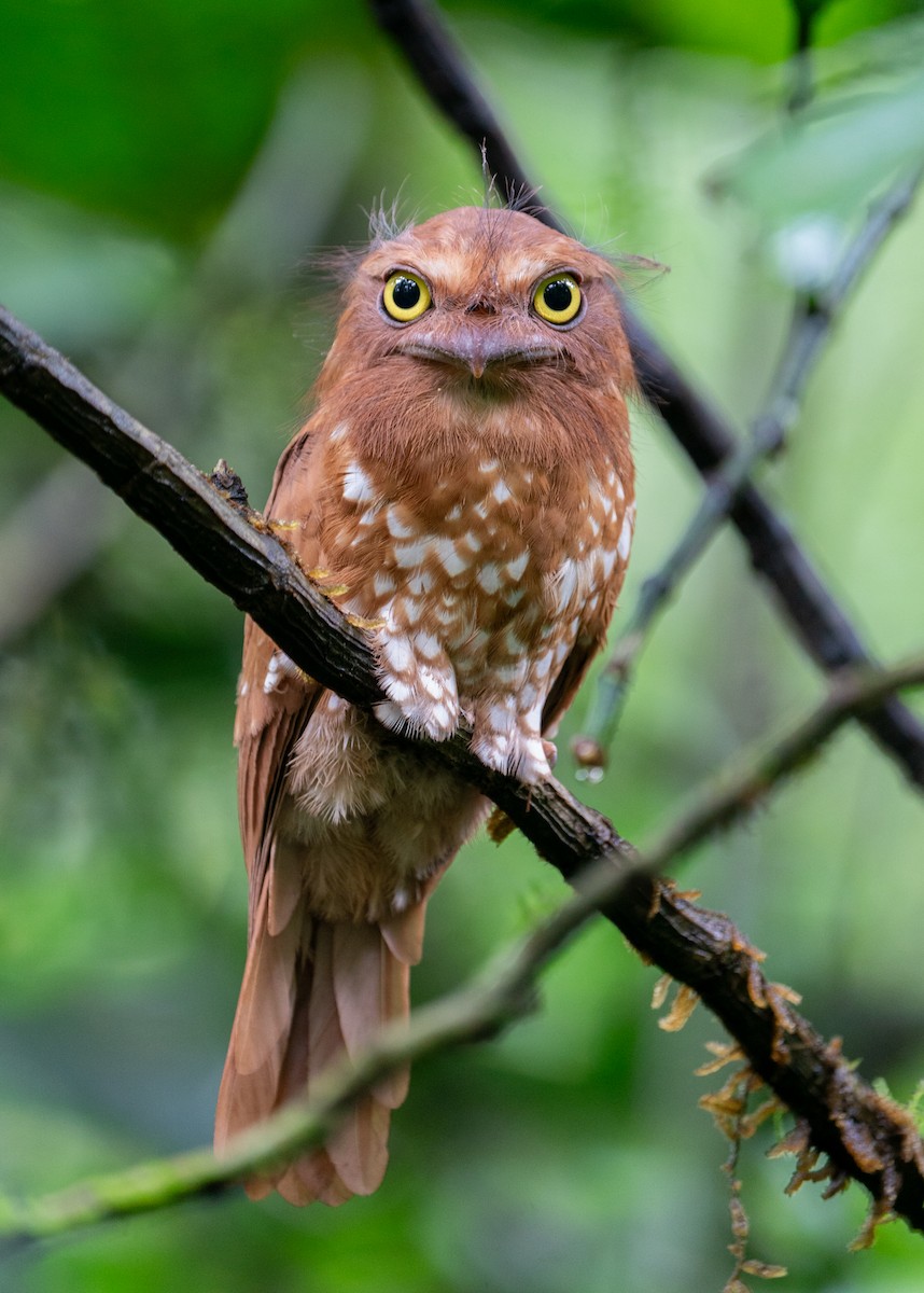 Sumatran Frogmouth - ML620210319