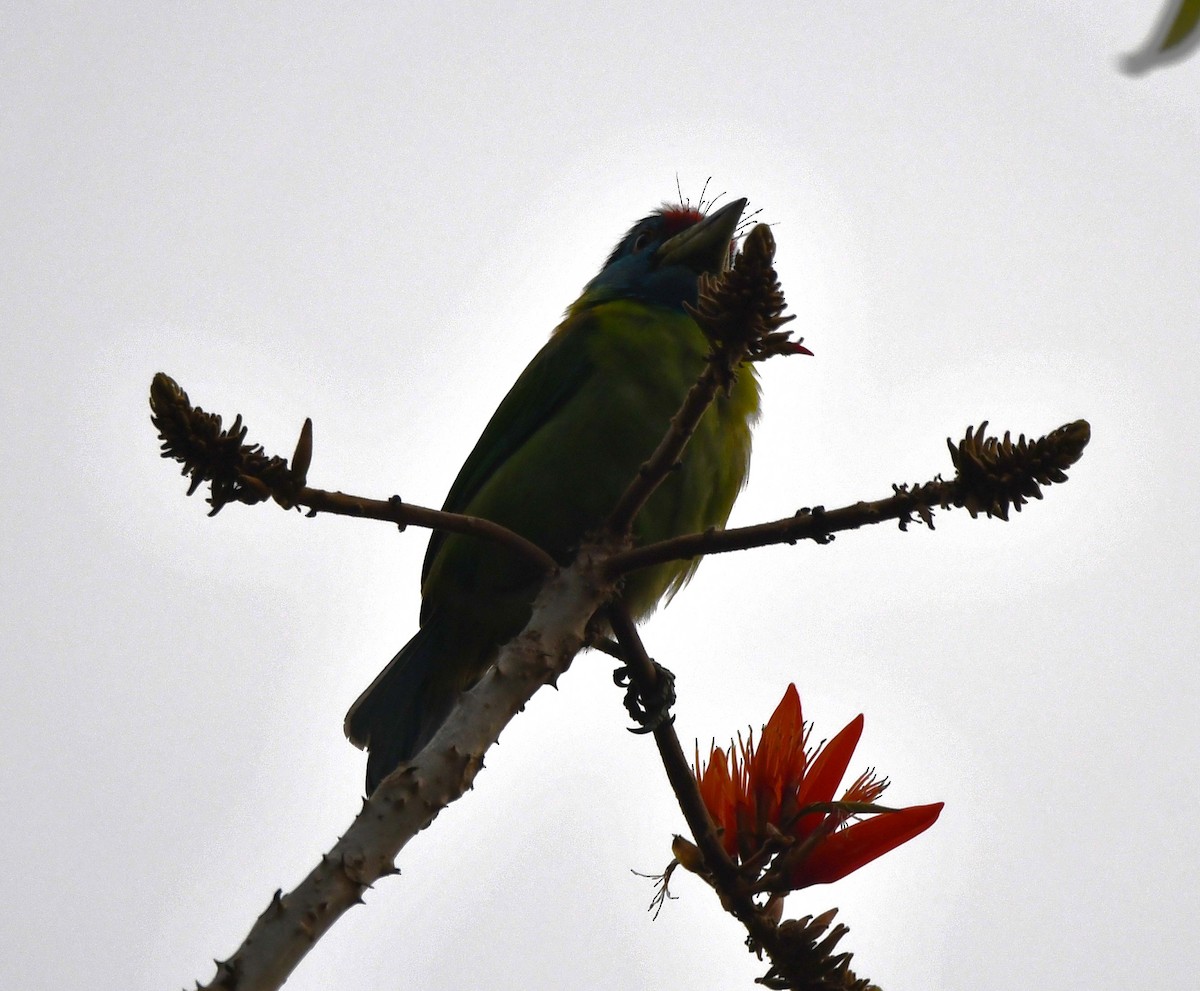 Blue-throated Barbet - ML620210335