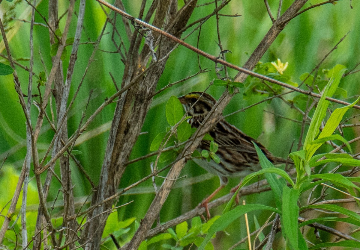 Savannah Sparrow - ML620210336