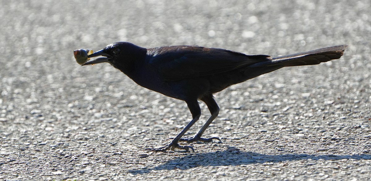 Boat-tailed Grackle - ML620210352