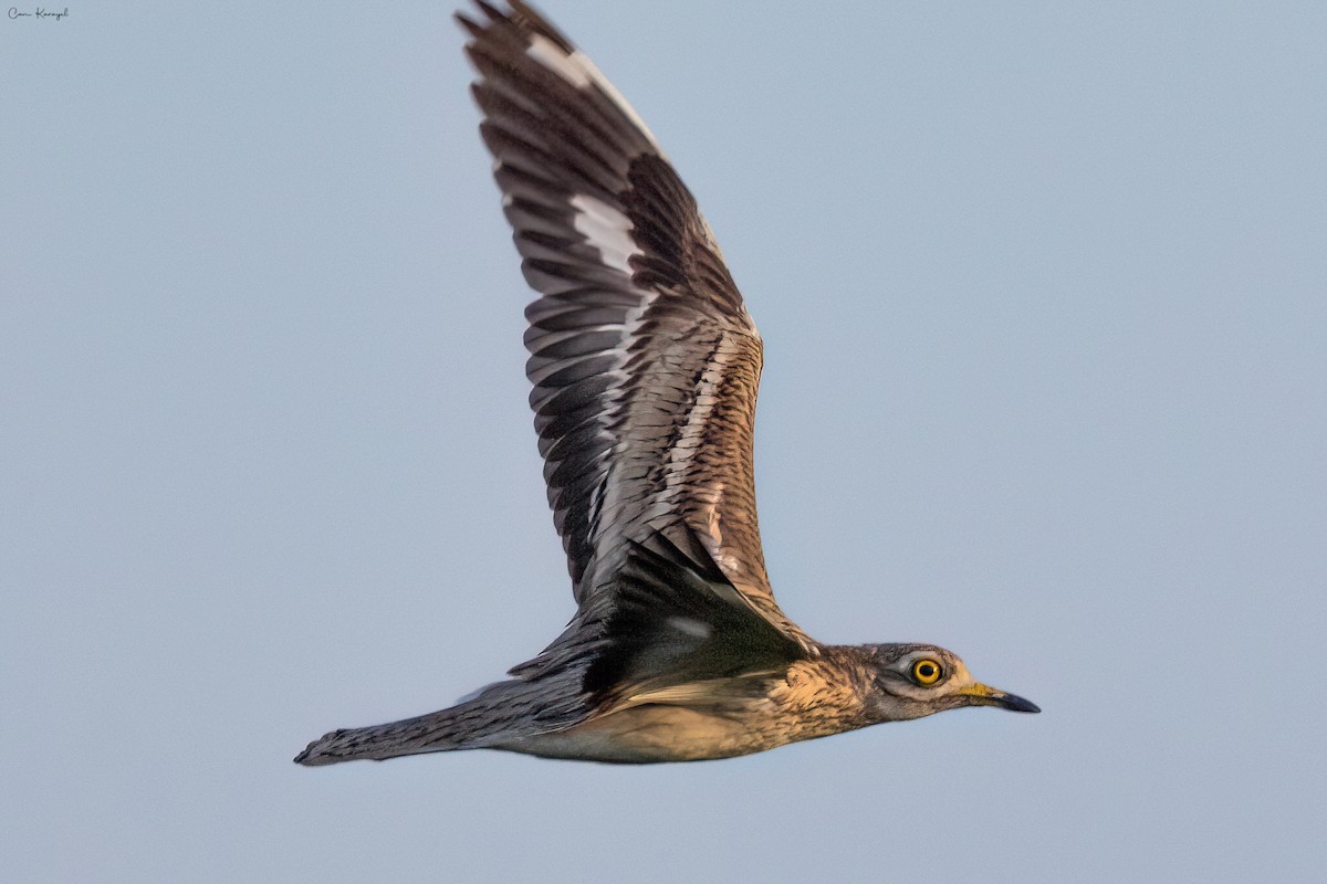 Eurasian Thick-knee - ML620210353