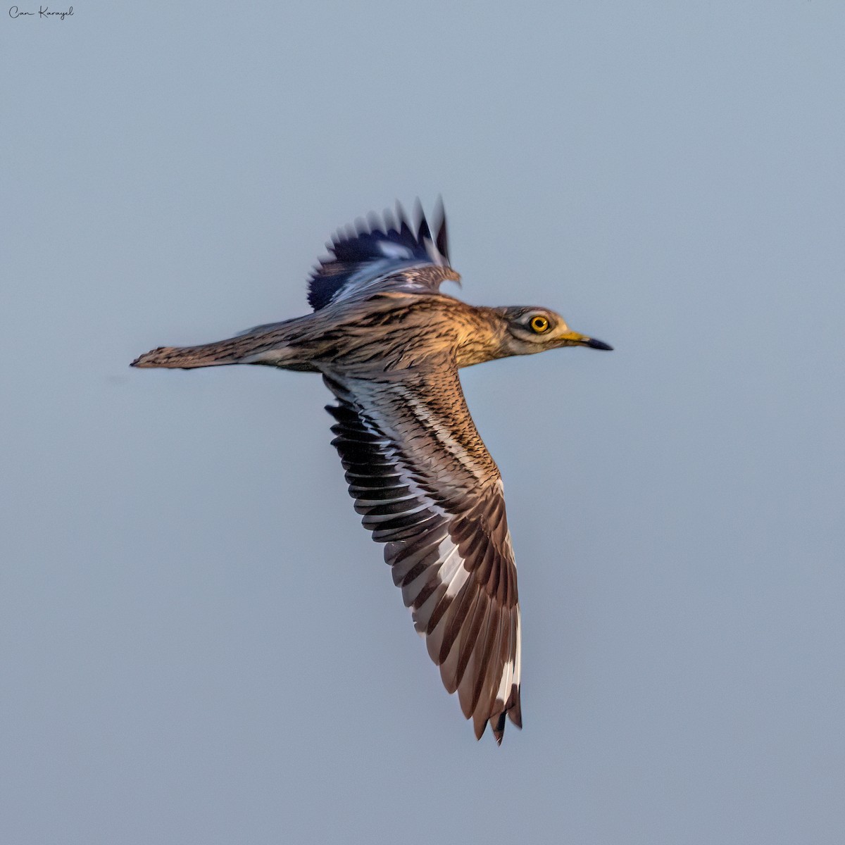 Eurasian Thick-knee - ML620210354