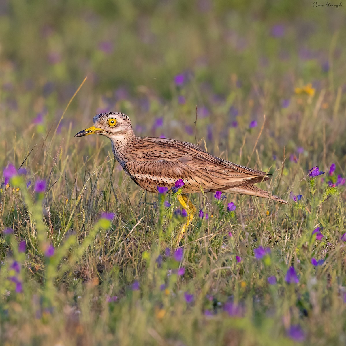 Eurasian Thick-knee - ML620210355