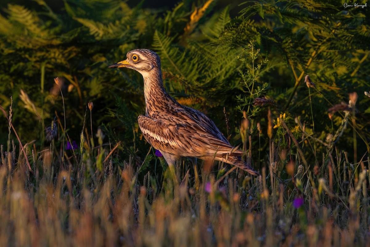 Eurasian Thick-knee - ML620210357