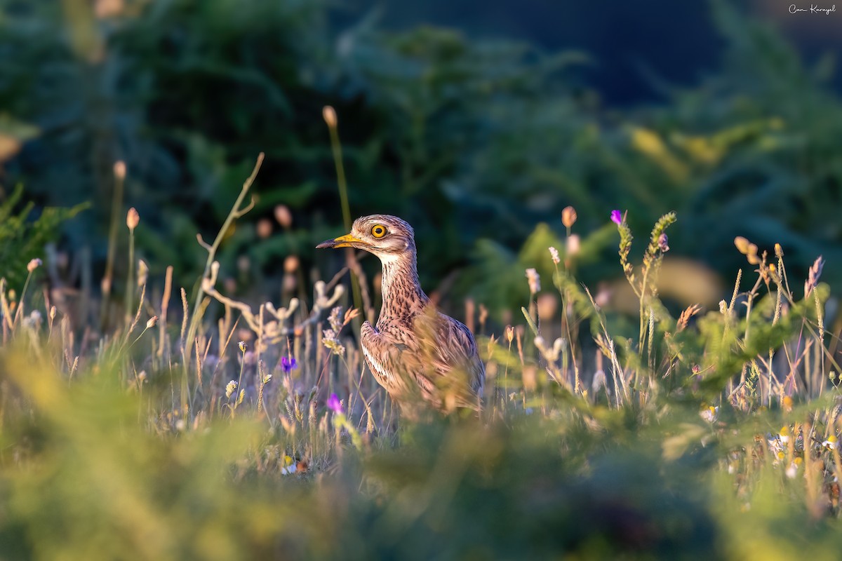 Eurasian Thick-knee - ML620210361