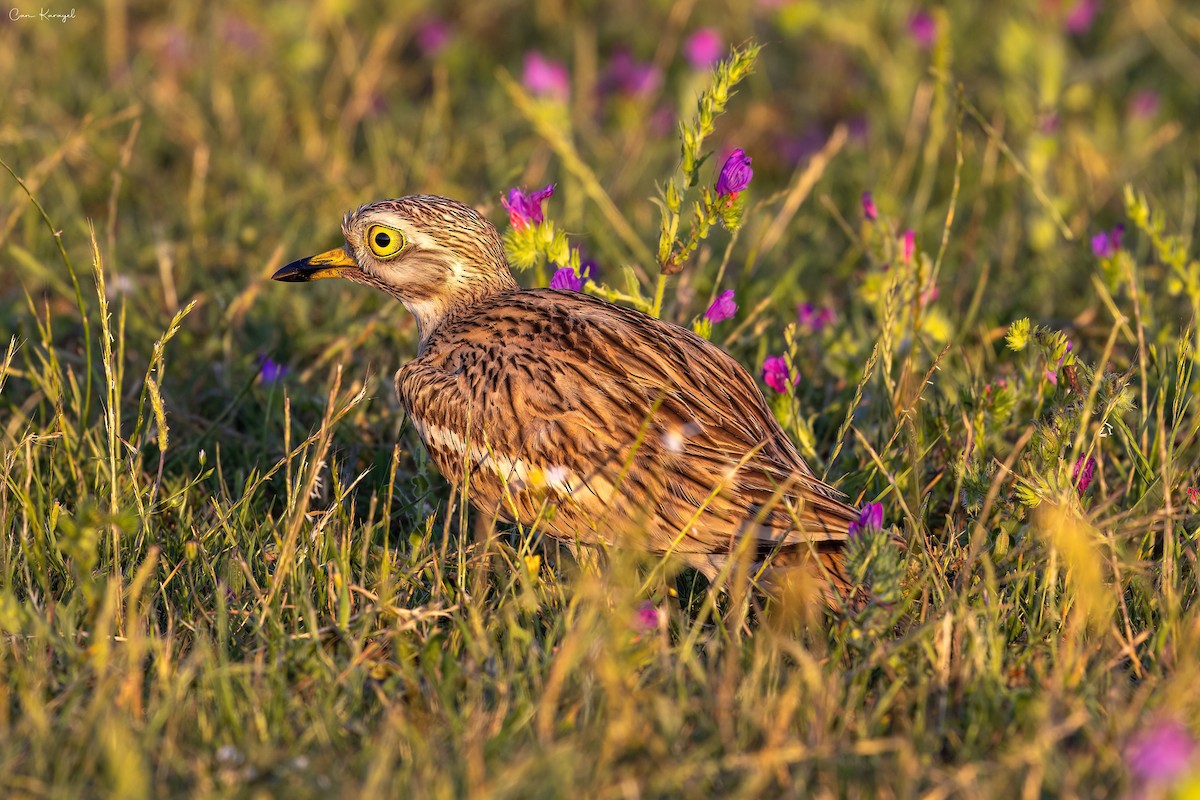 Eurasian Thick-knee - ML620210362