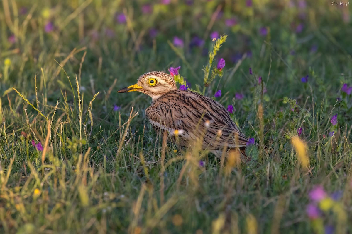 Eurasian Thick-knee - ML620210368