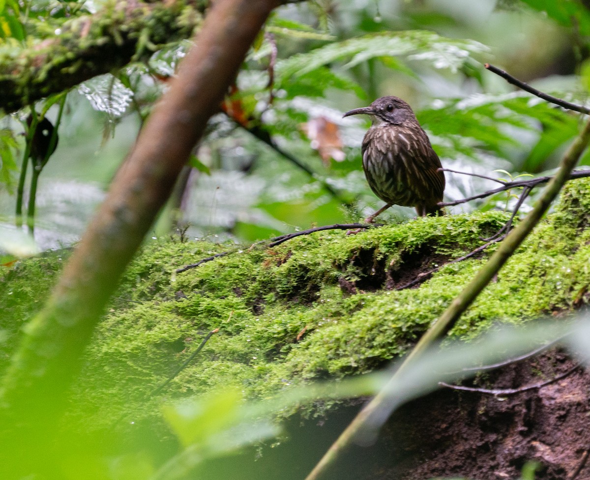 Sumatran Wren-Babbler - ML620210369