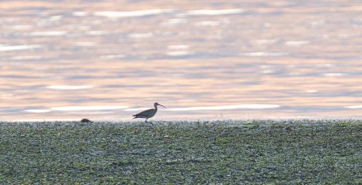 Regenbrachvogel - ML620210388