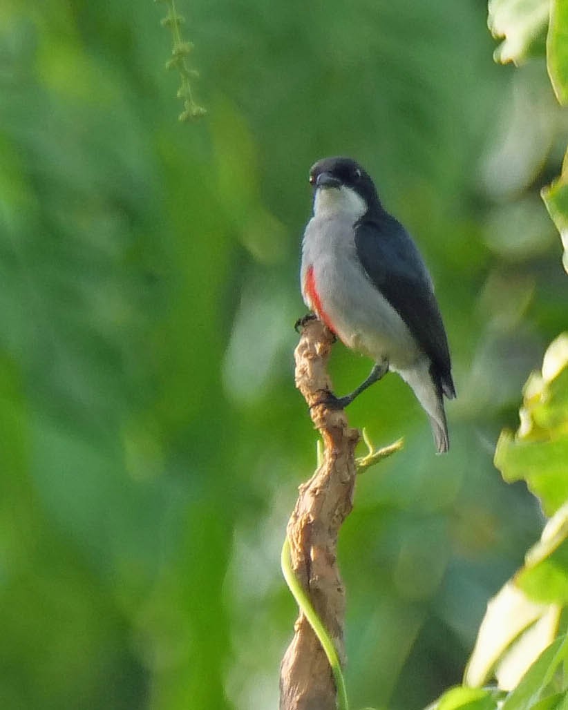 Red-keeled Flowerpecker - ML620210394