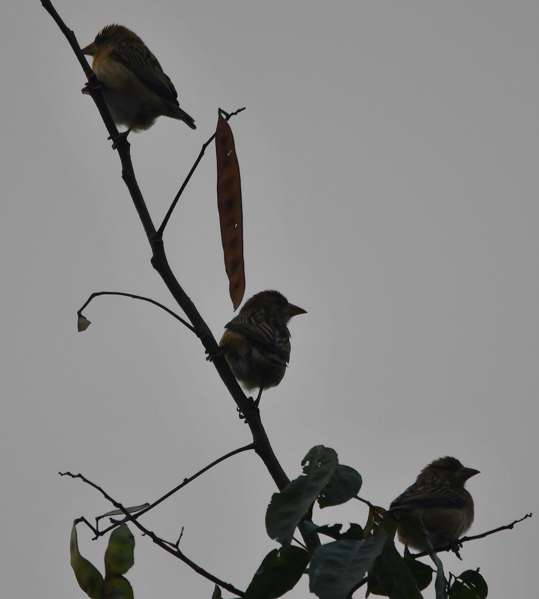 Baya Weaver - ML620210399