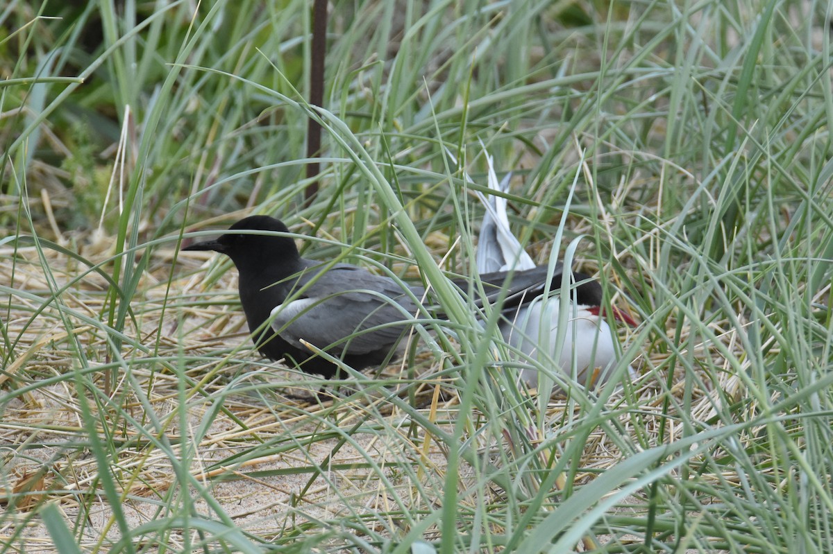 Black Tern (American) - ML620210402