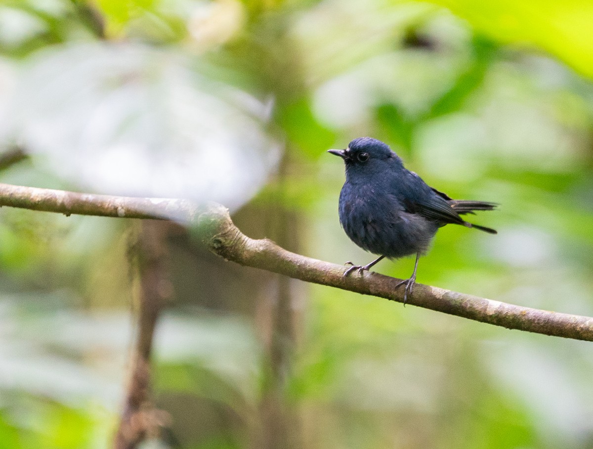 Myiomèle de la Sonde (sumatrana) - ML620210409