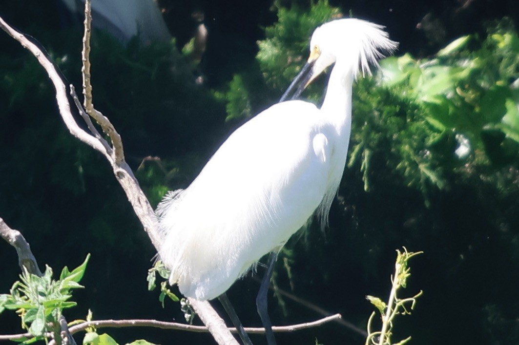 Snowy Egret - ML620210414