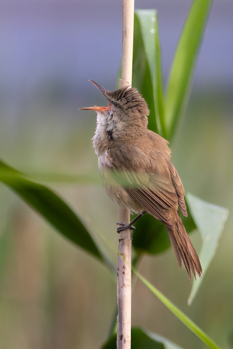 Clamorous Reed Warbler - ML620210418