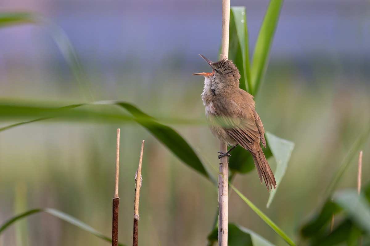 Clamorous Reed Warbler - ML620210420