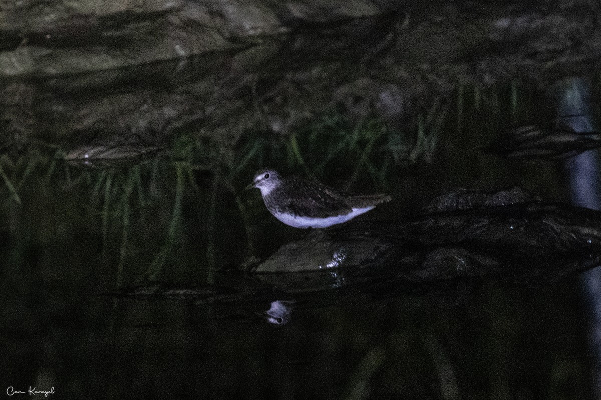 Wood Sandpiper - ML620210432