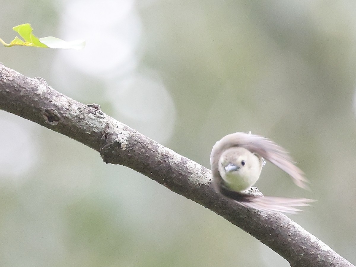 Nilgiri Flowerpecker - ML620210446