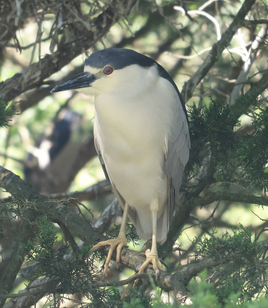 Black-crowned Night Heron - ML620210449