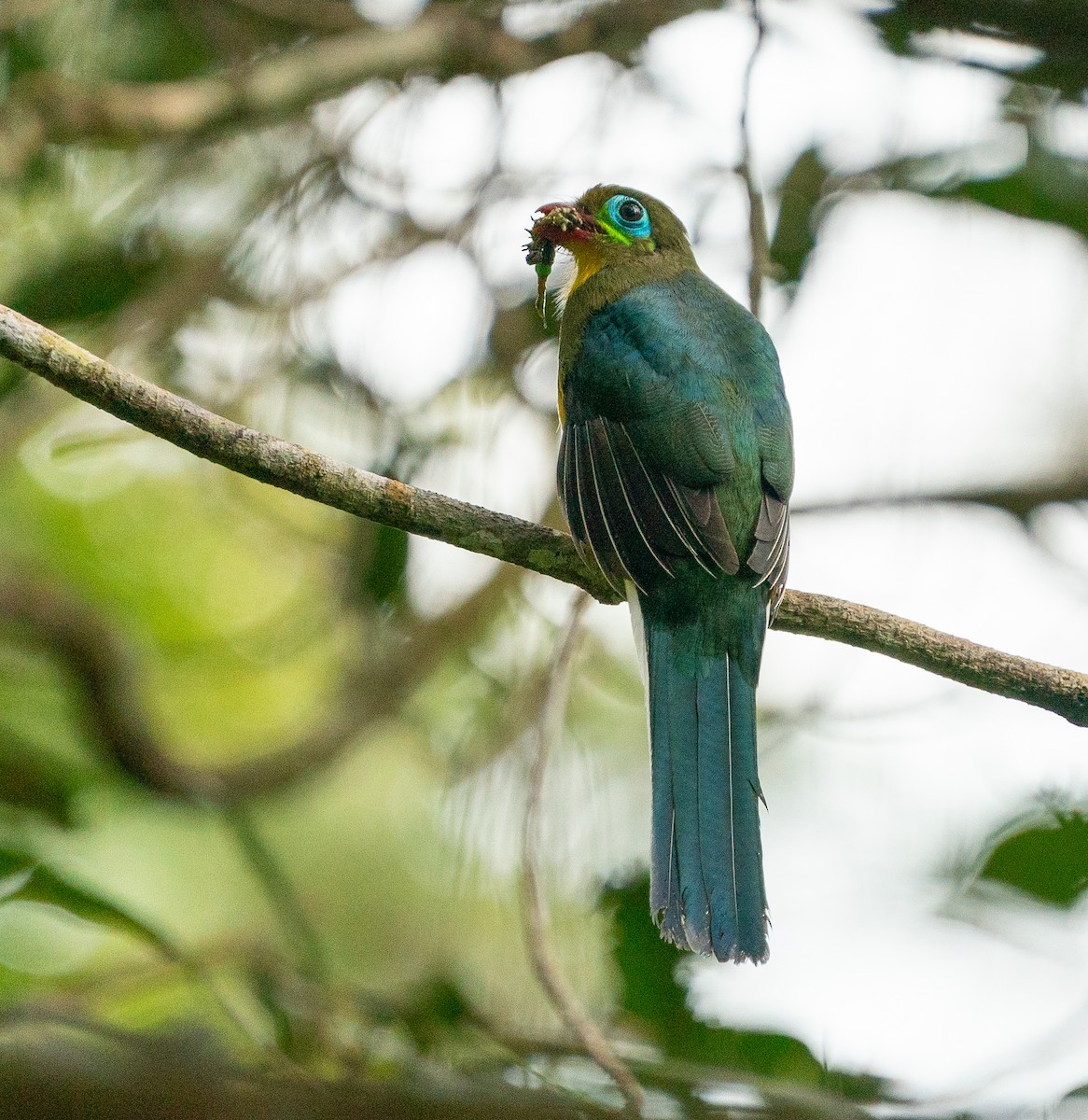 Sumatran Trogon - ML620210460