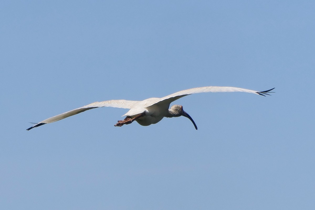 White Ibis - ML620210517