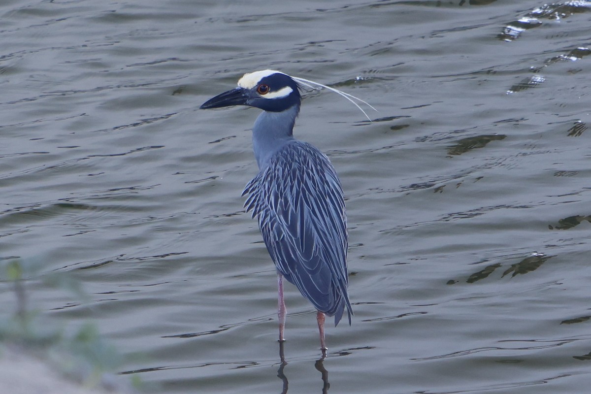 Yellow-crowned Night Heron - ML620210519