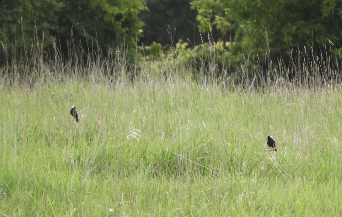 bobolink americký - ML620210536