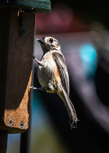 Tufted Titmouse - ML620210537