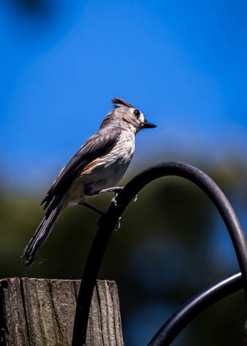 Tufted Titmouse - ML620210538